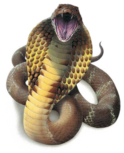 Snake-PNG-High-Quality-Image.png